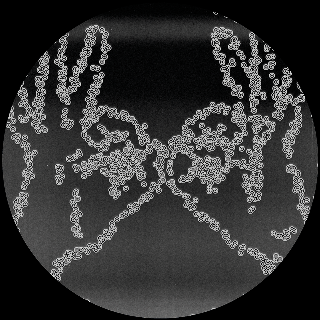 V.A - Cartulis Music 15th Anniversary Compilation / CRTL-SP01.2 - 12"